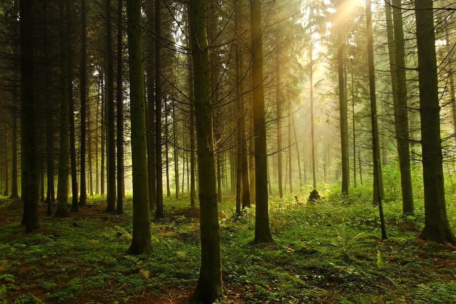 impresión ecológica impresión ecológica
